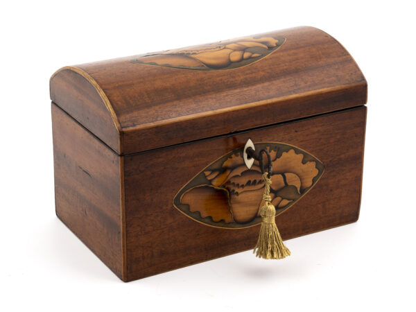 Conch Shell Tea Caddy with key